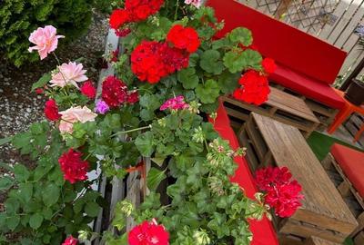 Ultracentral Pensiune Costinesti 19 Camere - 3