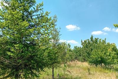 Teren în Hagiești - 7