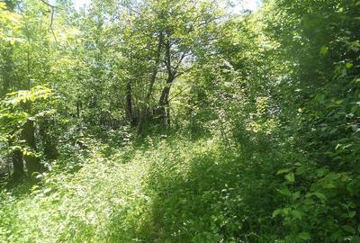 Teren de 10000 mp, în Central - 11