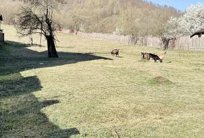 Casă cu 4 camere în Proieni - 19