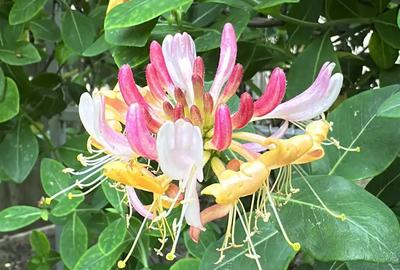 Casa de vanzare, in Slobozia, cartierul Peri - 3