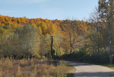 Curte 3025mp , Bughea de Jos, 5 min Valeni PH - 9