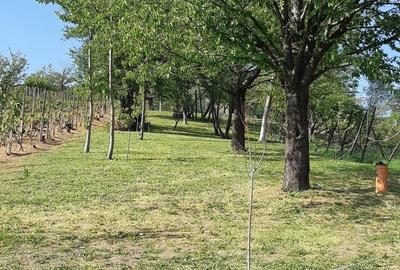 Teren de 2200 mp, în Podgoria