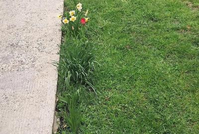 Casă cu Teren 1600 Mp în Burla - 1