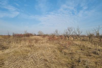 Teren de vanzare 2500 mp Adunatii Copaceni- in spatele Primariei - 3