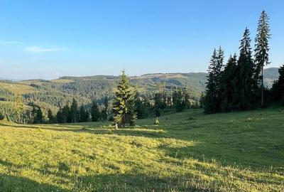 Teren de 500000 mp, în Ciocănești - 3