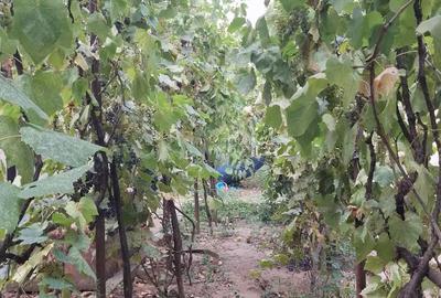 Casă cu 5 camere în Ciupercenii Noi - 7
