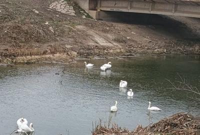 Spațiu comercial, în Costi - 2