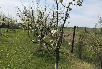 Teren de 3000 mp, în Central - 2