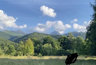 Teren de 800 mp, în Viștișoara