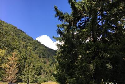 Teren de 3825 mp, în Vama Buzăului