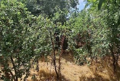 Casă cu Teren 1040 Mp în Floroaica