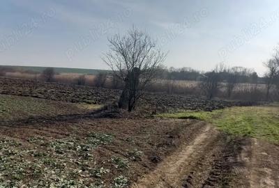 Teren de 10000 mp, în Dârvari