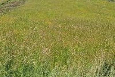 Teren intravilan de 8600 mp, în Viișoara - 7