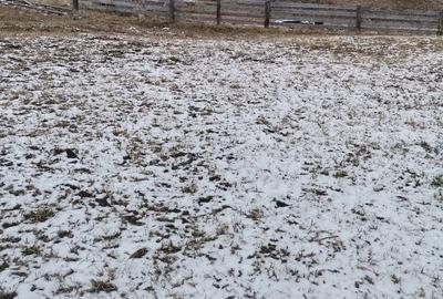 Teren de 10000 mp, în Sadova - 3