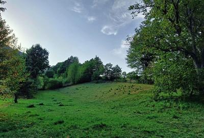 Teren de 3100 mp, în Bistrița - 7