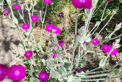 Com. Ileana - Calarasi, 4000 mp. teren si casa de vacanta cu deschidere la Balta - 13