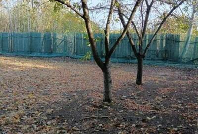 Buftea - Domeniul Stirbey - 7