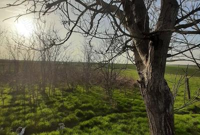 Casă cu 4 camere cu Teren 3113 Mp în Drăgănești-Vlașca - 1