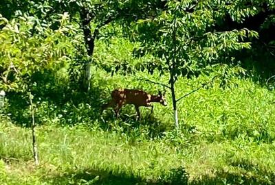 Teren pentru investitii 11.000 mp - 6