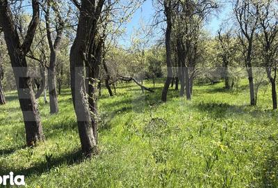 Casă cu 4 camere cu Teren 5000 Mp în Cuzăplac - 7