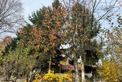 Casă cu 4 camere cu Teren 1527 Mp în Tăuții de Sus - 6