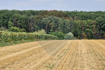 Teren agricol extravilan de 4500 mp, în Moara Vlăsiei - 5