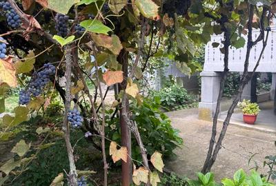Vand CASA sau schimb cu apartament in Tg Jiu - 5