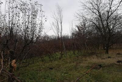 Casă cu 6 camere cu Teren 1848 Mp în Pașcani - 1