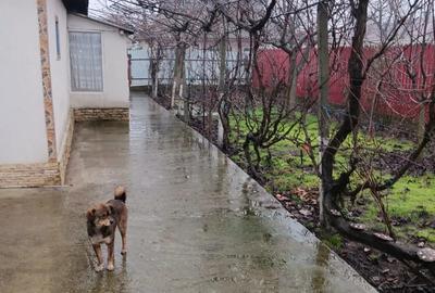 Vad Casa Fete?ti Gara - 7