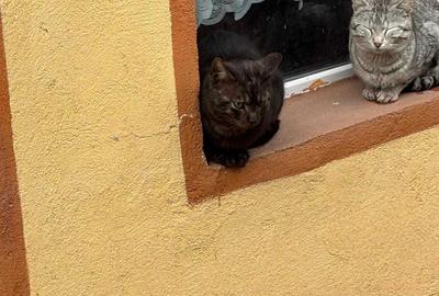 Casă cu 4 camere în Priboaia - 6