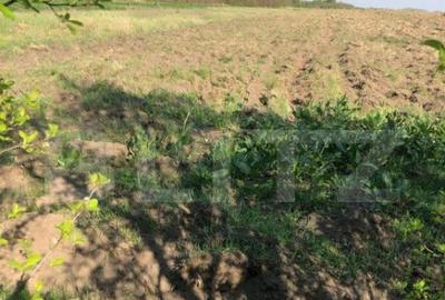 Casă cu 4 camere cu Teren 4000 Mp în Central - 8