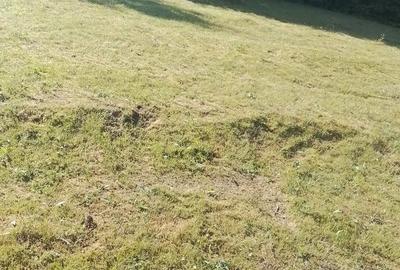 Teren de 10000 mp, în Avram Iancu - 1