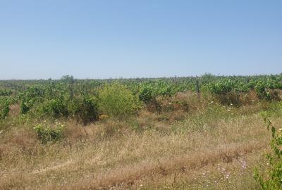 Teren Agricol 50 ha – Zonă Adamclisi- Județul Constanța - 3
