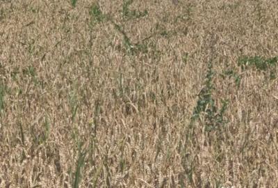 Teren de 10000 mp, în Măneuți - 5