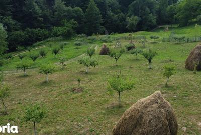 Teren de 6200 mp, în Cicănești - 9