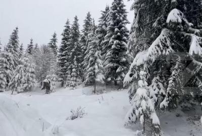 Teren 10,75 ari, intravilan Colibita, cu utilitati - 4