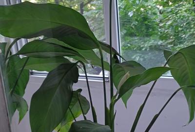 INCHIRIERE 2 CAM BULEVARDUL DIMITRIE CANTEMIR - 4