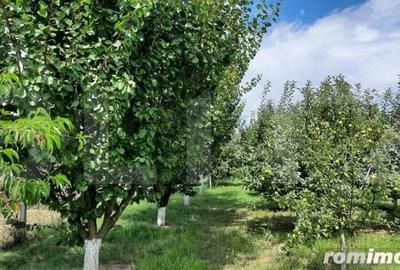 Casa individuala, 268 mp utili, 2145 teren, livada, Turda - 19