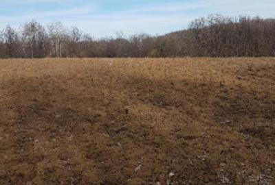 Teren de 3370 mp, în Moșoaia - 6