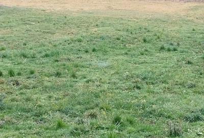 Casă cu 3 camere cu Teren 3629 Mp în Boian - 4