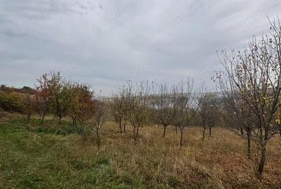 Teren de 4500 mp, în Comșești - 5