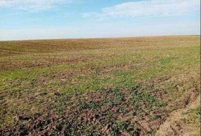 Teren de 6700 mp, în Bârlogu - 5