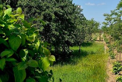 Teren intravilan de 1795 mp, în Periferie - 1