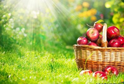 Casa saseasca autentica,1.100 mp teren, pomi fructiferi si p Casa saseasca autentica,1.100 mp teren, pomi fructiferi si p - 1