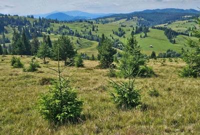 Proprietate de vanzare 92.554.mp ( 9.25 ha) in Bucovina zona Breaza - 6