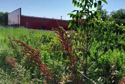 Movilita (IL)-teren de inch. 1800 mp stradal, 30 ml desch, langa Profi - 15