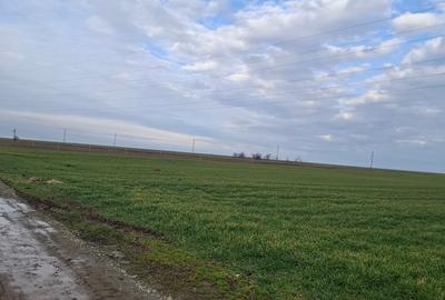 Teren agricol extravilan de 3125 mp, în Corbu - 6