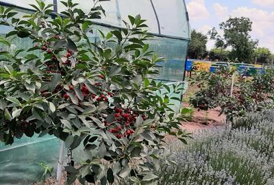 Casă cu 4 camere în Zimnicea - 1