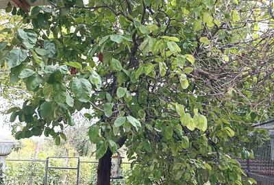 Casă cu 1 camere cu Teren 755 Mp în Central - 1